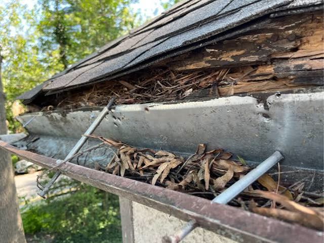 Rotted fascia board behind a clogged gutter